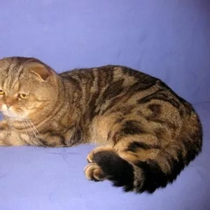   шотландский вислоухий кот           